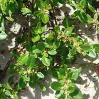 Dos saberes tradicionais para a medicina científica: esta conhecida planta brasileira inesperadamente se mostrou uma alternativa muito eficaz contra a artrite