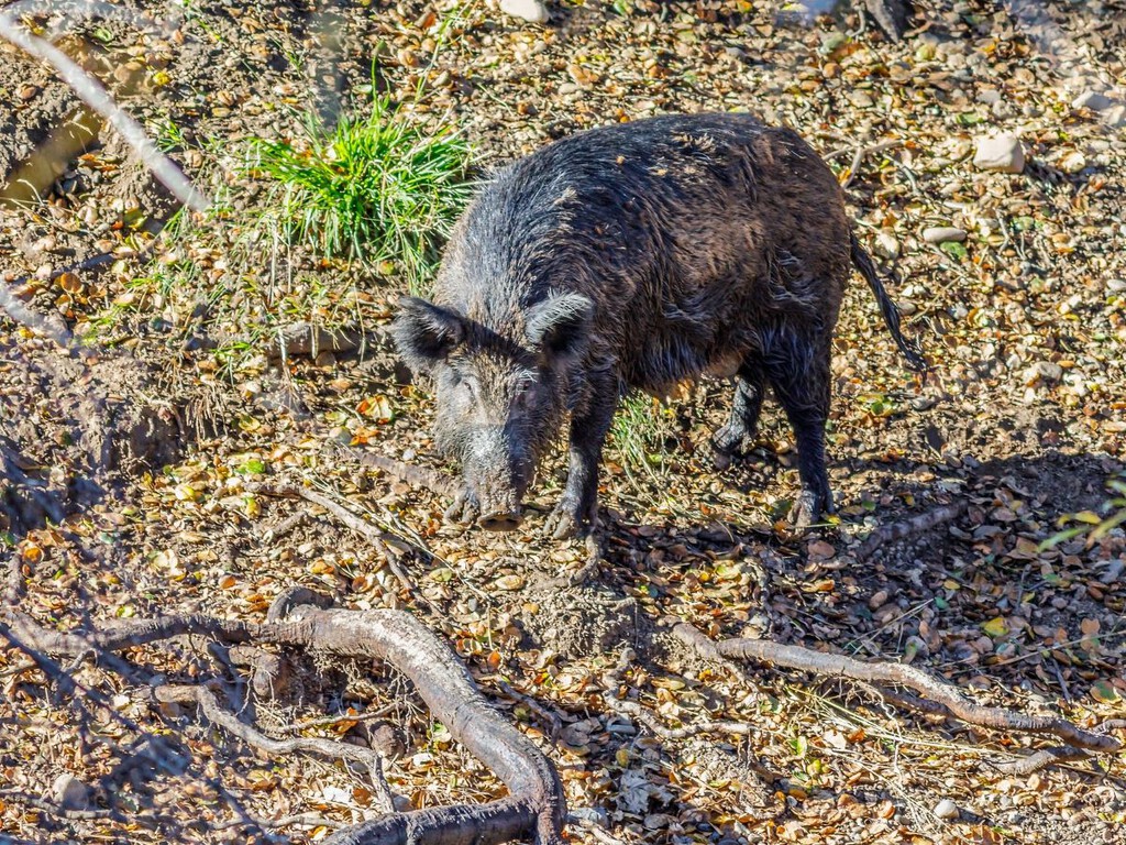 Los cazadores de California están descubriendo que los jabalíes se están volviendo “azul neón” por dentro