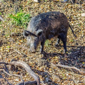 Los cazadores de California están descubriendo que los jabalíes se están volviendo “azul neón” por dentro 