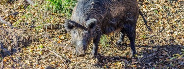 Los cazadores de California están descubriendo que los jabalíes se están volviendo “azul neón” por dentro 
