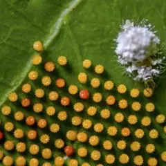 Foto 4 de 9 de la galería macro en Xataka Foto