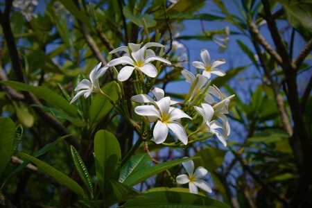 Pocos lo conocen, pero resiste todo el año: así es el árbol ideal para el jardín