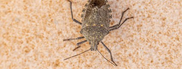 Con la bajada de temperaturas, hay más riesgo de chinches en nuestras casas. Así podemos evitarlas fácilmente 