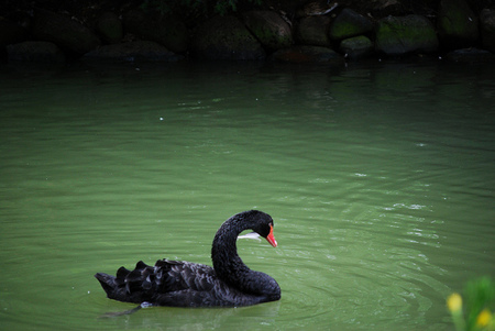 Cisne Negro de Nassim Nicholas Taleb
