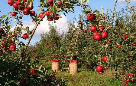 Consumir productos de temporada quizá debería ser una religión