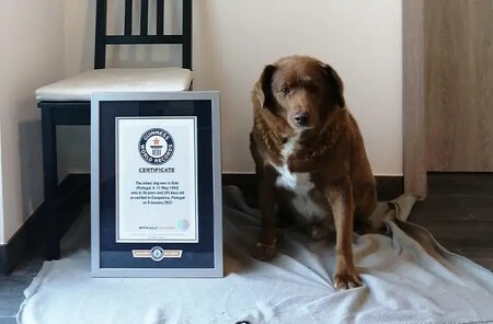 Bobi, el perro más longevo del mundo