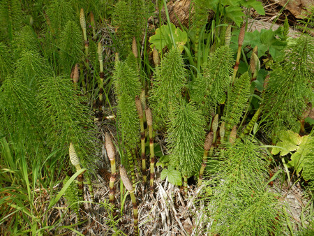 Cavalinha | Fonte: Getty Images