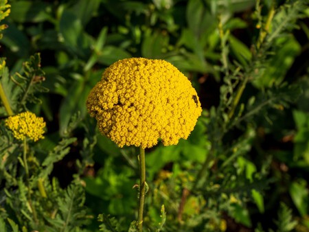 Plantas perennes