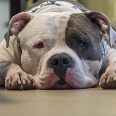 Aprobada la Ley de Bienestar Animal: se mantienen las razas peligrosas PPP y es obligatorio esterilizar a los gatos