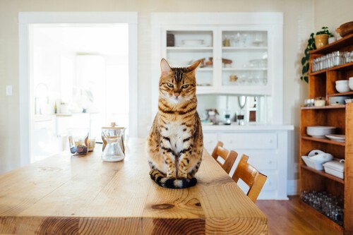 truco encontrar gato