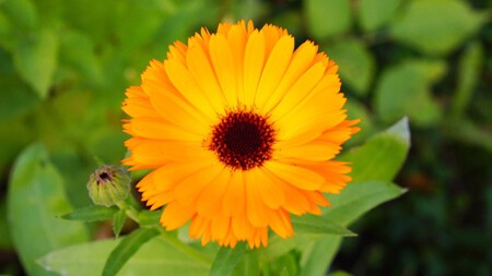 Calendula