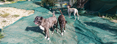 Se buscan voluntarios para vivir gratis en un refugio en lo alto de una montaña a cambio de cuidar gallinas y otros animales de granja, perros rescatados y una finca ecológica con 400 olivos 