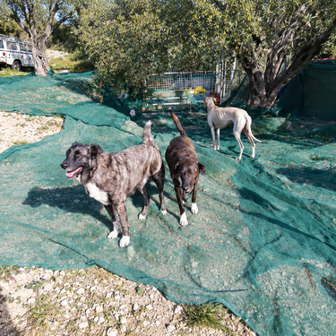 Se buscan voluntarios para vivir gratis en un refugio en lo alto de una montaña a cambio de cuidar gallinas y otros animales de granja, perros rescatados y una finca ecológica con 400 olivos 
