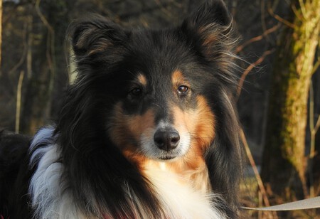 Un perro de pelo largo