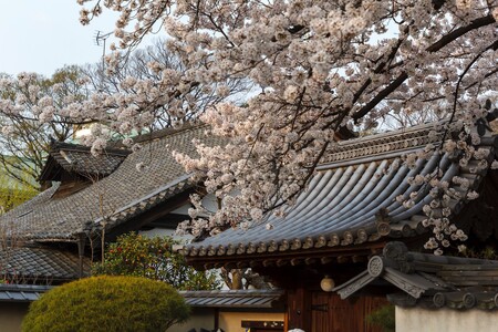 Experimenta la ruta japonesa del Cerezo en Flor sin salir de nuestras fronteras