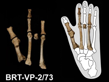 Australopithecus Deyiremeda 1