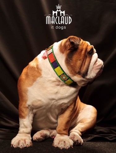 Los collares más fashion para perros los tiene Maclaud it dogs