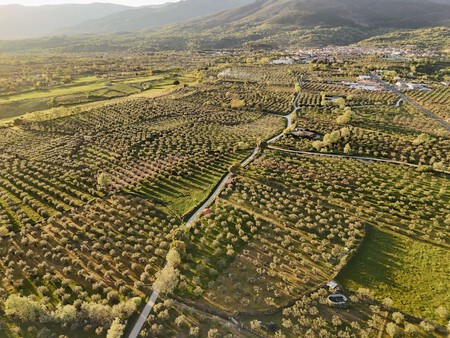 Olivares