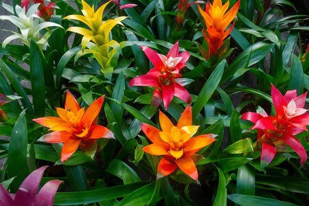 Blossom Guzmania Bromelia Sale P