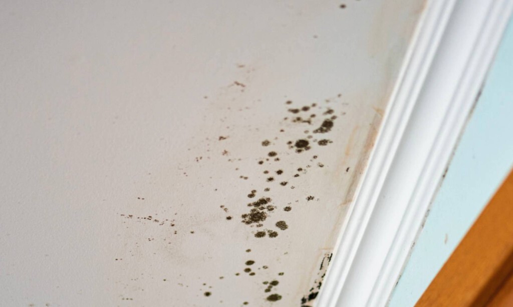 La solución barata y sencilla para no tener humedad en casa: la uso desde hace dos años y no me arrepiento 