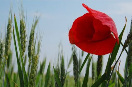 La amapola, ideal para afecciones respiratorias y nerviosas