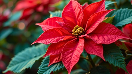 Flor