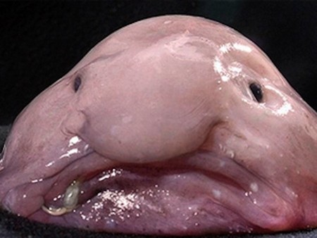 El animal más feo del mundo, según la Sociedad para la Conservación de los Animales Feos