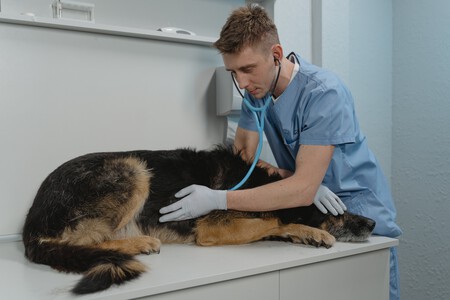 Un perro durante la visita al veterinario