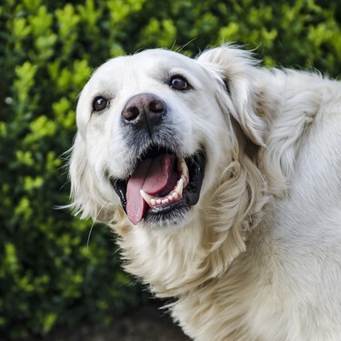 ¿Conoces el síndrome de Horner en perros? Así puedes reconocerlo 