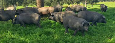 Este es el único corte de cerdo ibérico que nunca vas a encontrar en una carnicería 