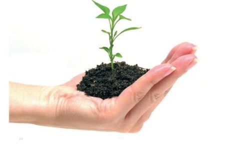 Si te tragas una semilla, te crecerá un árbol en el cuerpo (dependiendo del agujero por el que la tragues)