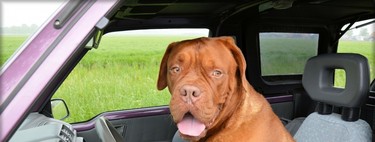 Así es como deberías llevar a tu perro en el coche