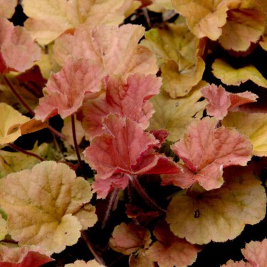 3 plantas para recibir el otoño: ideales para decorar tu casa en tonos de la temporada y fáciles de cuidar 