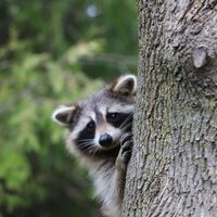 En 1977 Japón estrenó un anime inspirado en un mapache. A día de hoy sigue pagando las consecuencias