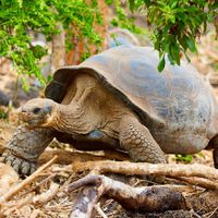 O 'exército' de 1.500 tartarugas: elas recuperaram uma ilha inteira sozinhas e estão dando uma lição na tecnologia humana 