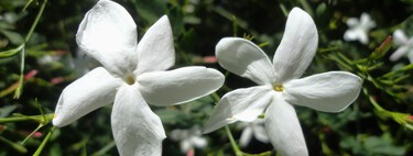 La planta trepadora perenne ideal para transformar paredes feas o las pérgolas del jardín: tiene unas preciosas flores blancas estrelladas y un aroma muy atractivo
