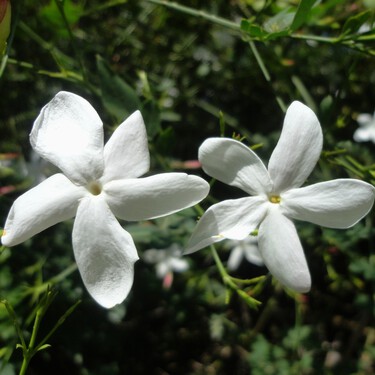 Este es el planta trepadora perenne con 'flores blancas estrelladas' ideal para vestir muros y pérgolas del jardín 