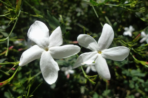 Jasminum Grandiflorum Oleaceae