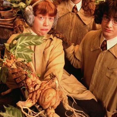 Harry Potter Mandrágora