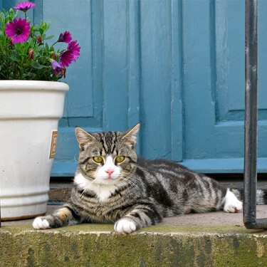 La marihuana y otras diez plantas que sí son legales, pero igual de tóxicas y peligrosas para tu gato