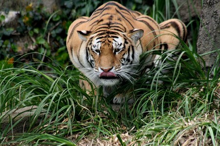 Un tigre da positivo a COVID-19 en el zoológico del Bronx de Nueva York