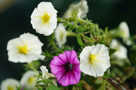 Pexels Hartonosbg 34486429