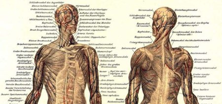 ZygoteBody: Anatomía básica online gratis