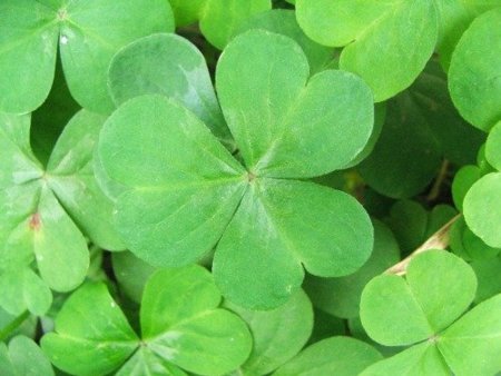 Irlanda tendrá la Ley de los tres avisos para cortar los accesos a internet