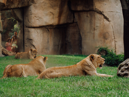 Imagenes Animales