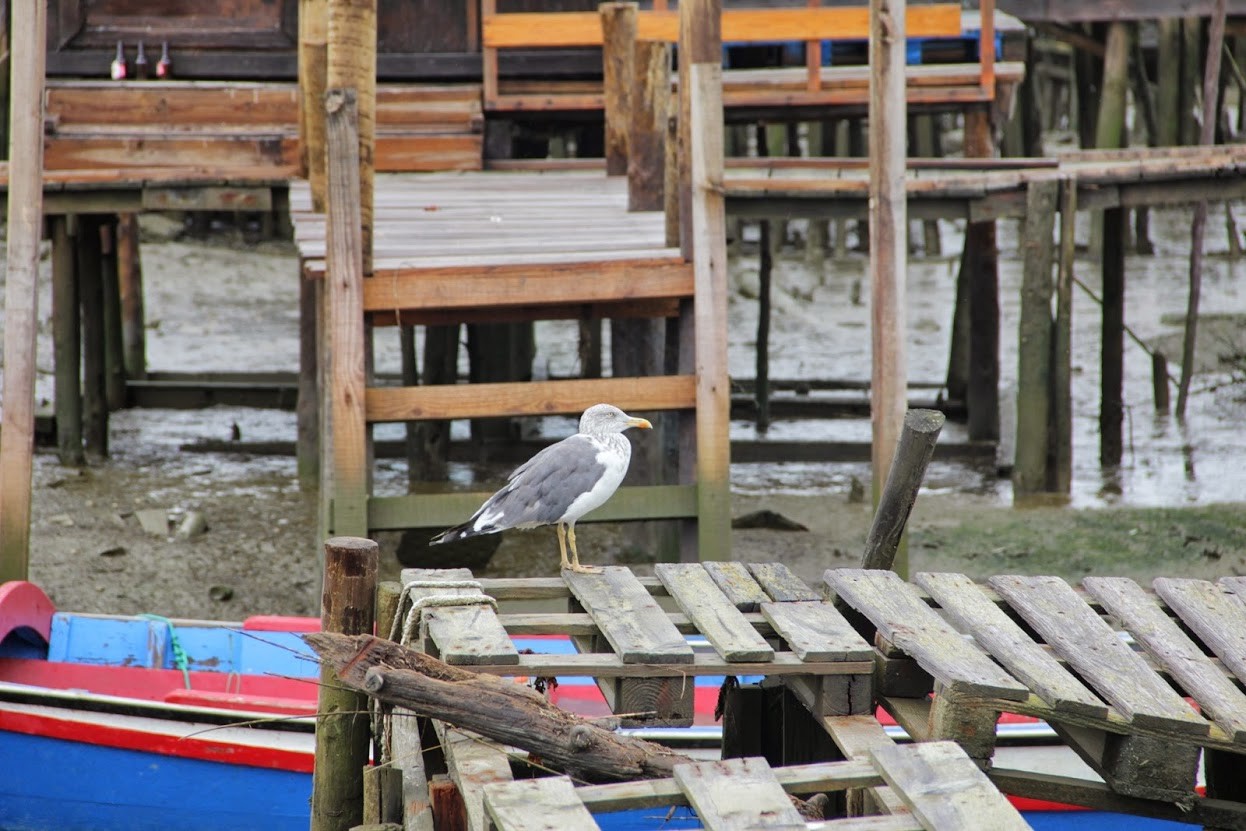 Tesoros de Portugal: el puerto palafítico de Carrasqueira