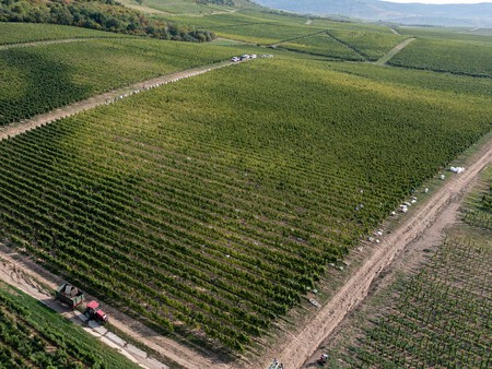 Por Vinedo Los Trabajadores Se Afanan Entre Las Lineas De Las Espalderas Para Elegir Las Uvas Aszu