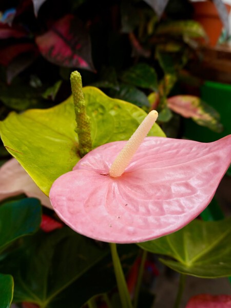 Anthurium La Elegancia Hecha Plantacon Sus Hojas Verdes Brillantes Y Sus Flores En Forma D