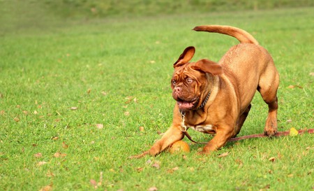 Obesidad En Perros