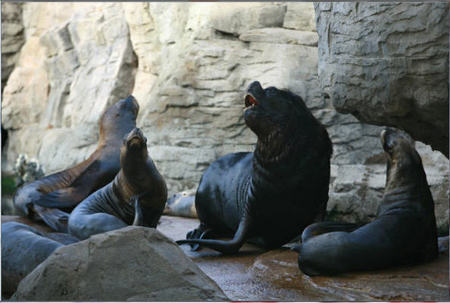 Leones marinos